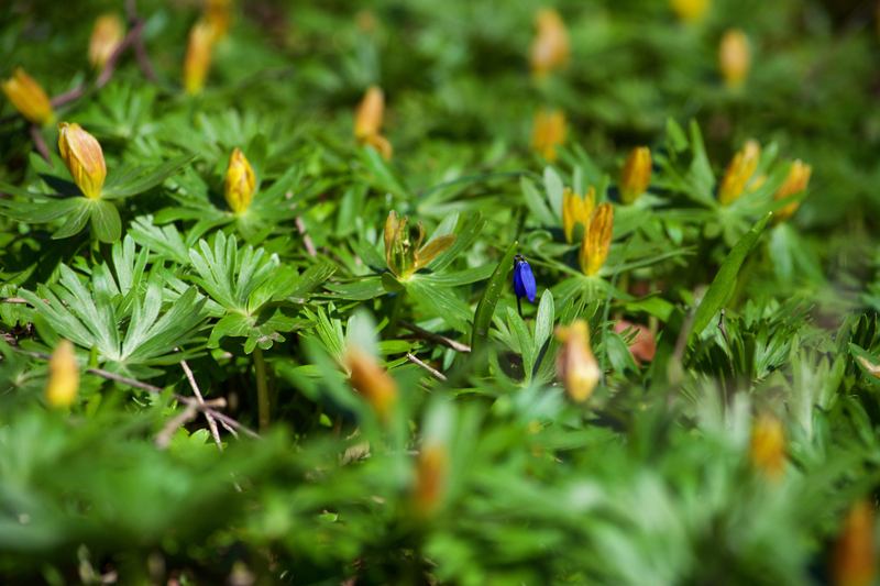 Illustration for article titled First Signs of Spring